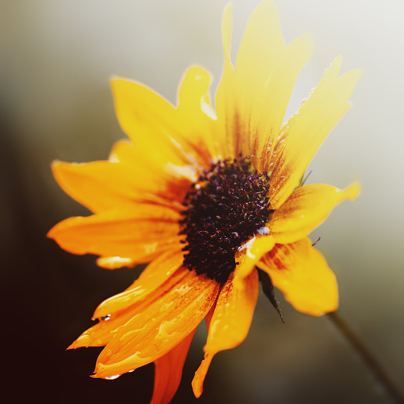 closeup of a sunflower during a rainy day, thedannie
